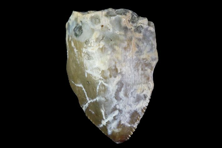 Bargain, Fossil Phytosaur Tooth - Arizona #88611